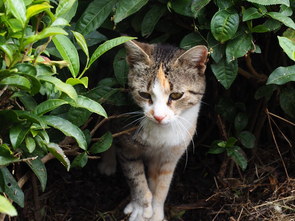 Foto d'estoc gratuïta de a l'aire lliure, adorable, animal