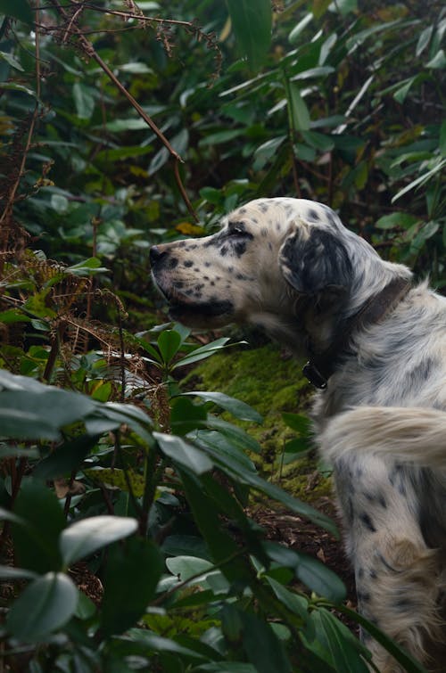 A dog is standing in the woods with its head down
