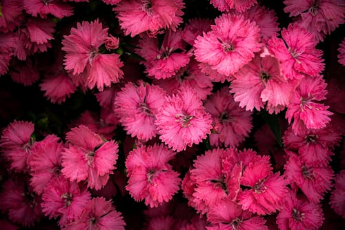 Top View Photo of Pink Flowers