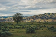 乌云密布的天空下，绿色的田野和连绵起伏的山丘间，一棵孤树矗立在风景如画的景致中