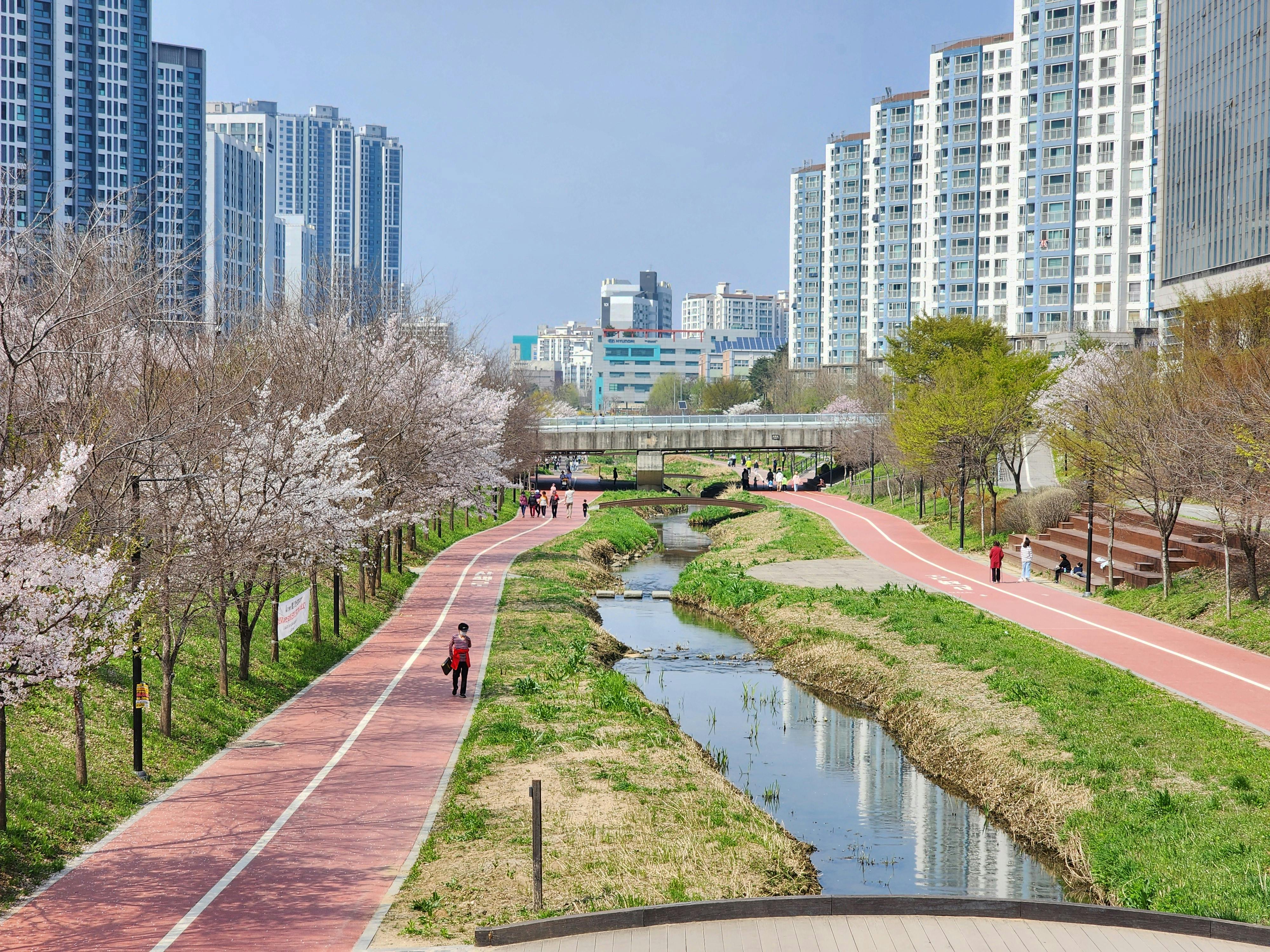 Flat asphalt riverbank walk along Yangjae Stream lined with cherry trees