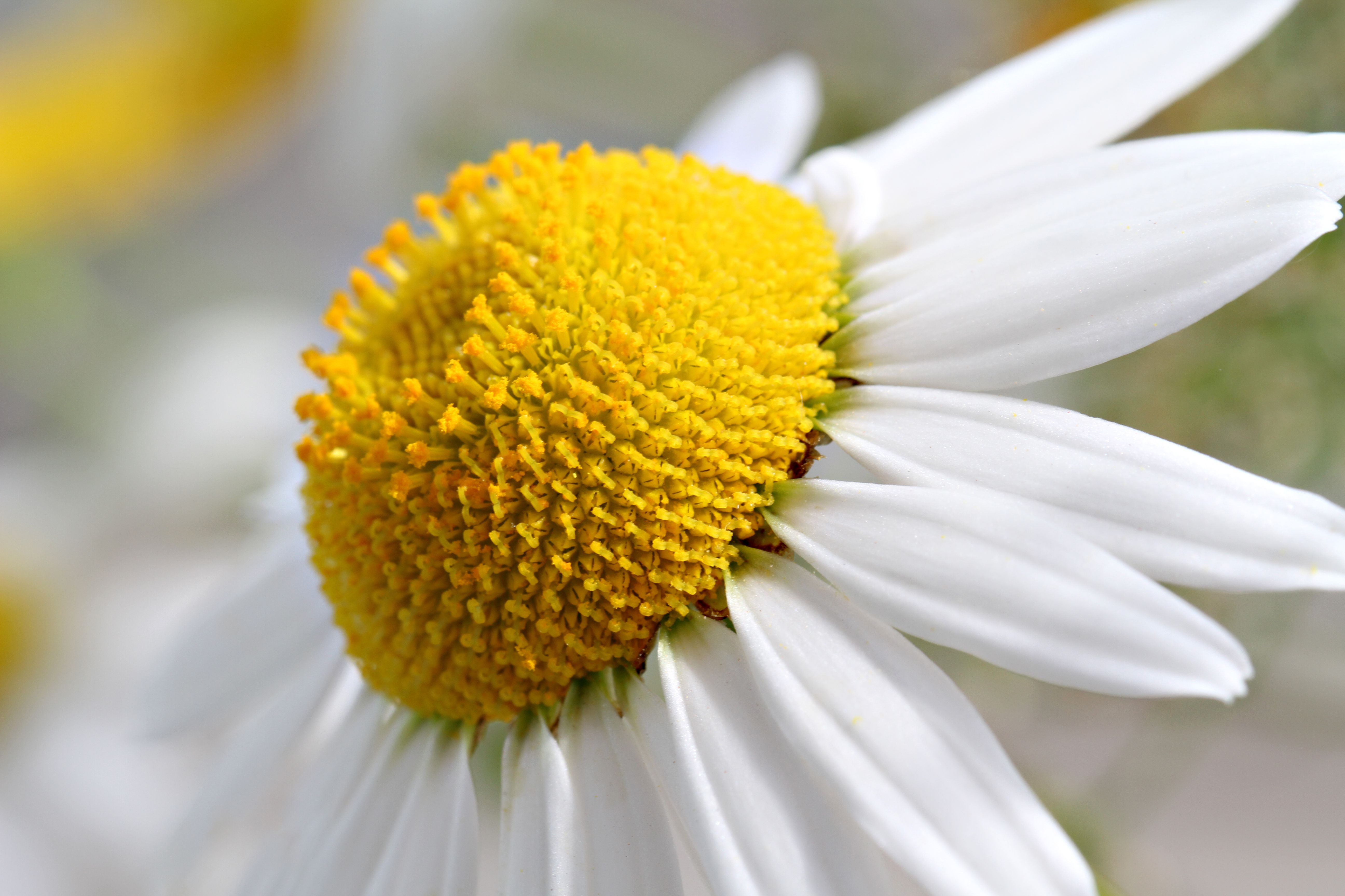 chamomile flower Plant Profile
