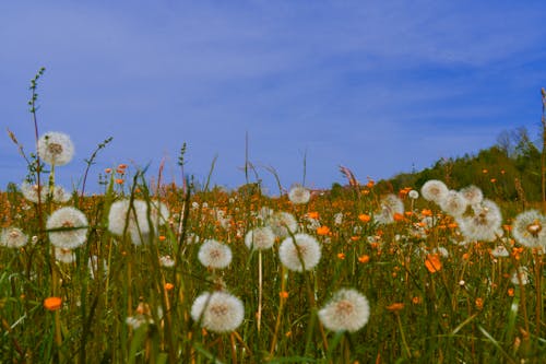 A field of dandelions and wildflowers with a blue sky