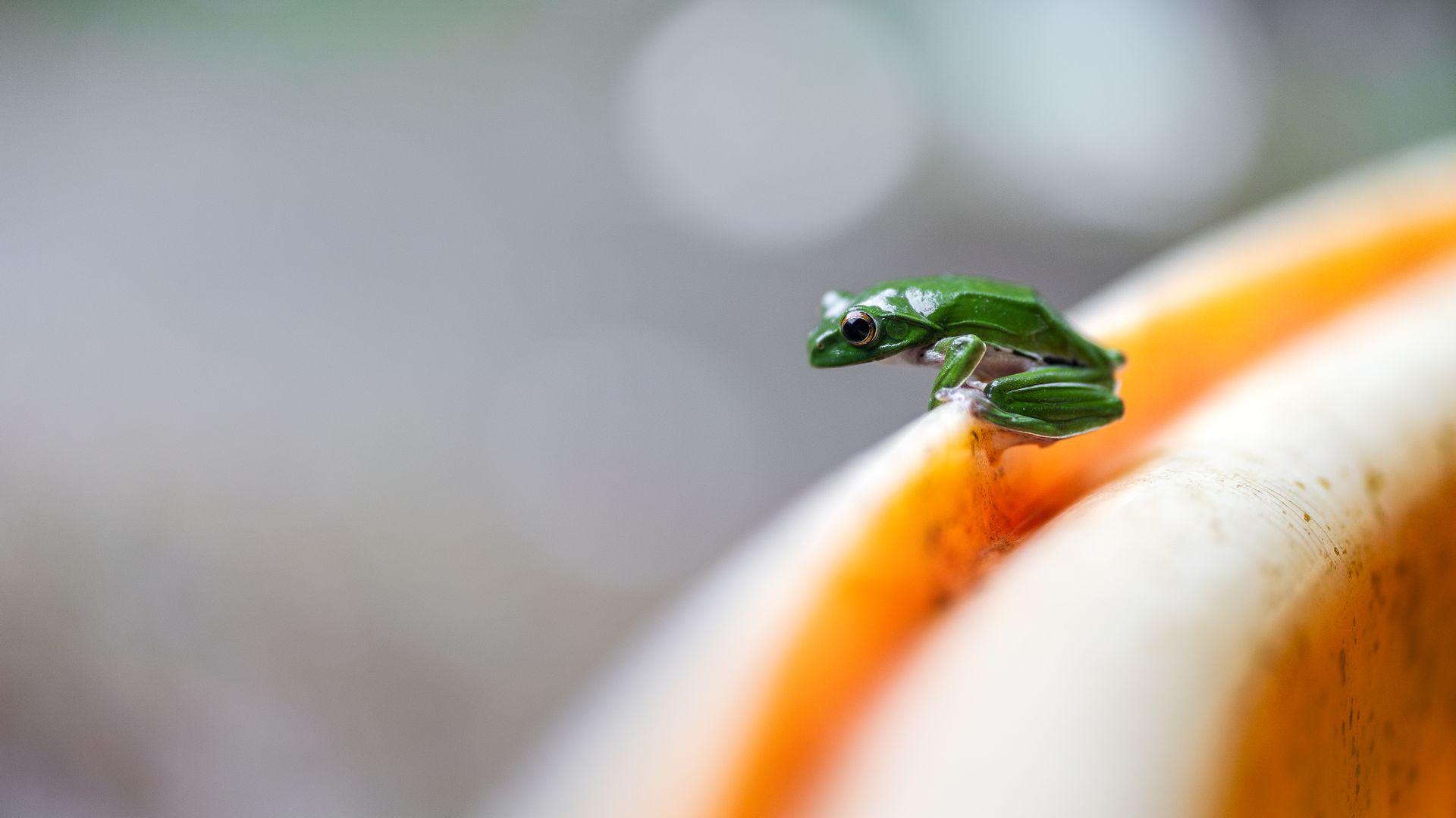 A green tree frog sits poised on the edge of a vibrant leaf, captured in Chiayi County, Taiwan.