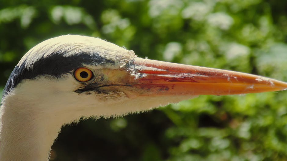 Detailed close-up of a heron's head and beak in a natural outdoor environment.
