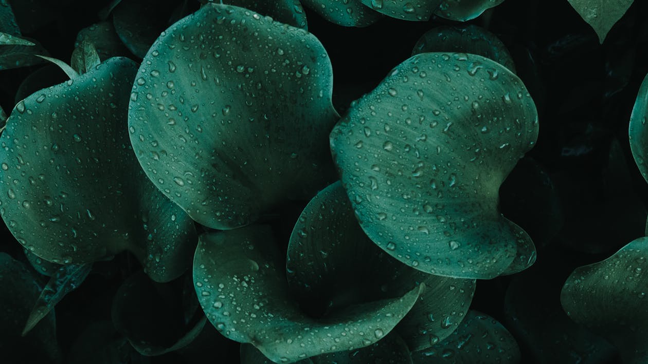 Close-Up Photo of Wet Leaves
