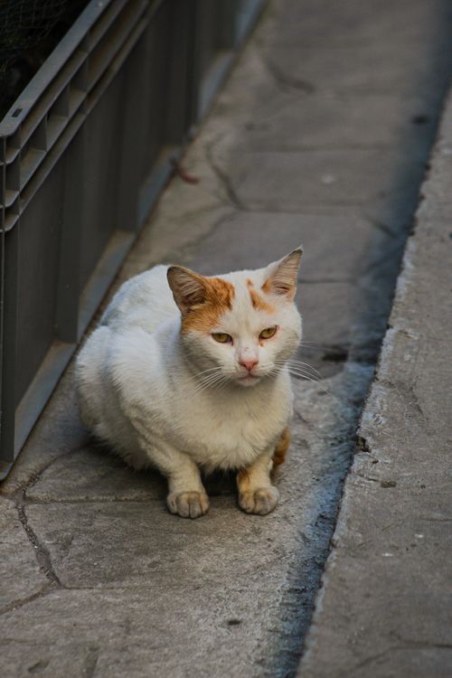 Free A stray cat with a white and orange coat sitting on a city sidewalk. Stock Photo