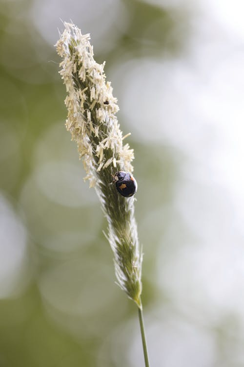A ladybug is sitting on top of a stalk of grass