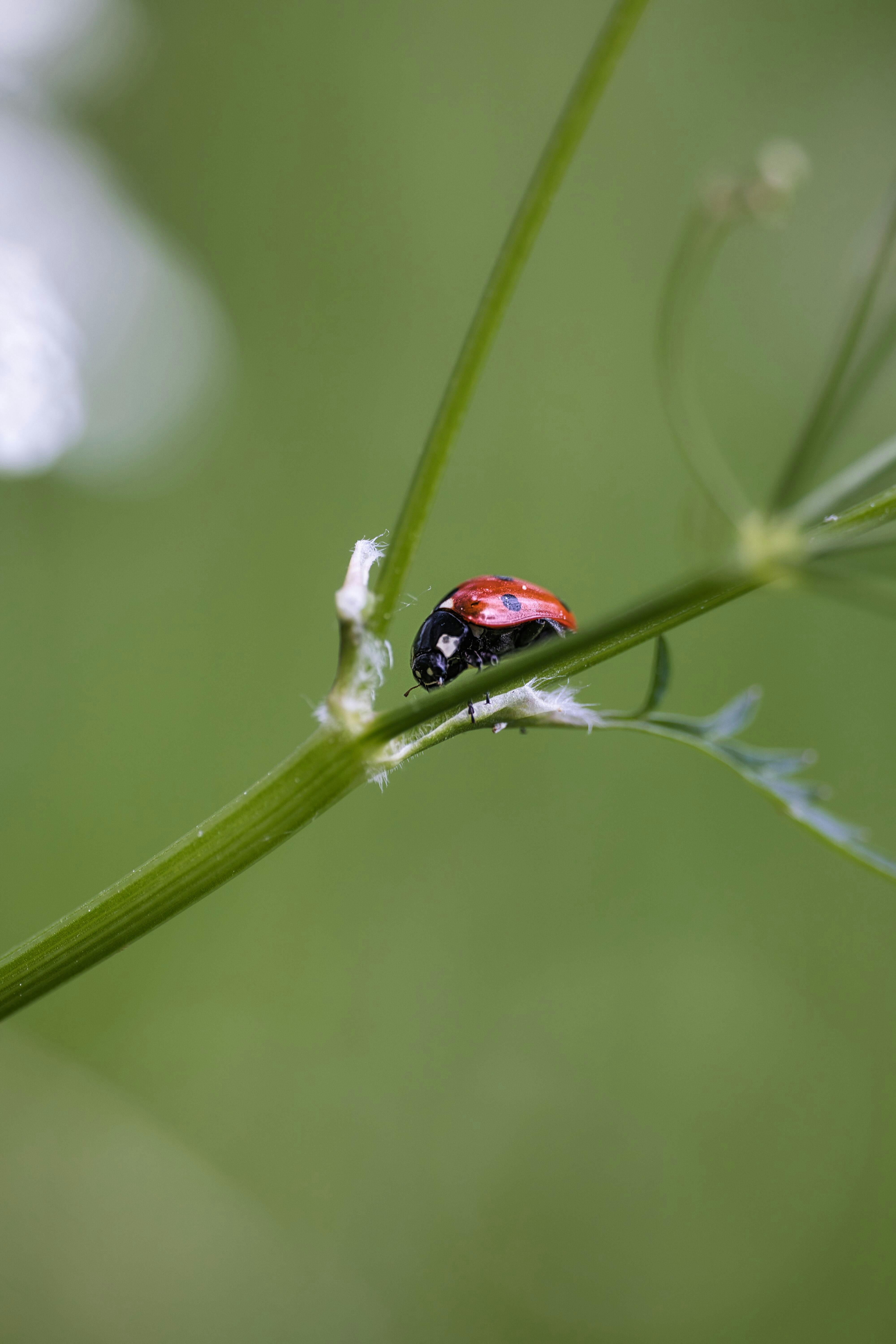 Kleine schwarze Insekten auf einer Pflanze