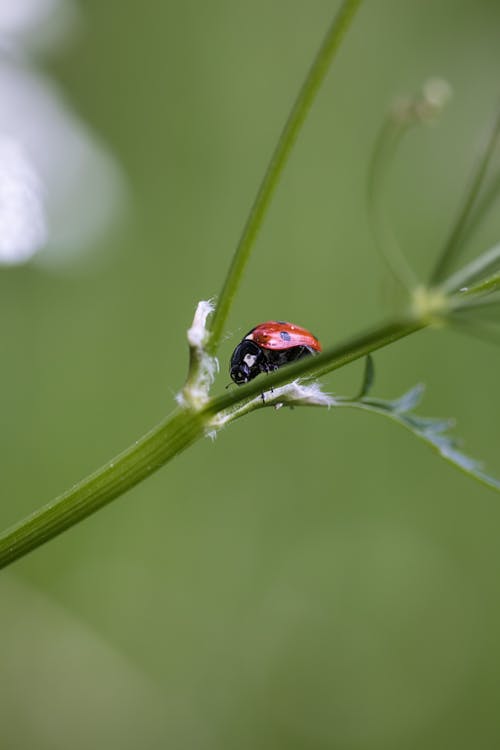 A ladybug is sitting on a stem of a plant