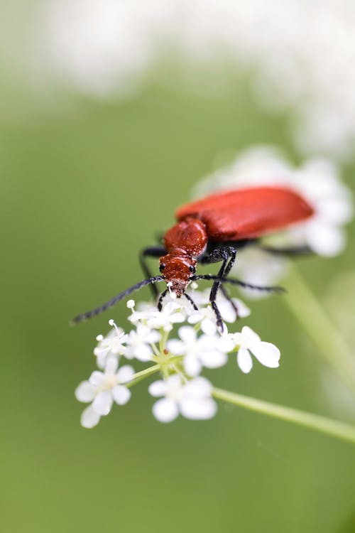 A red beetle on a white flower