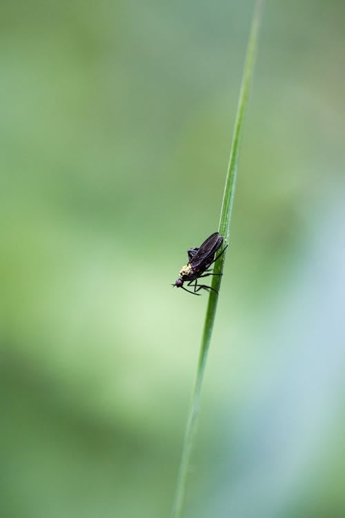 A small insect is sitting on top of a blade of grass