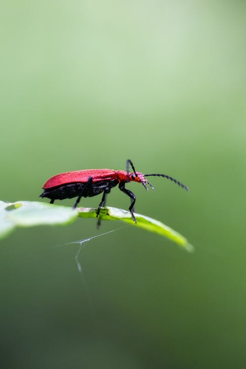 A red bug on a green leaf