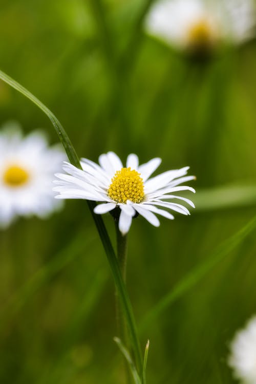 A single white daisy in the middle of a field