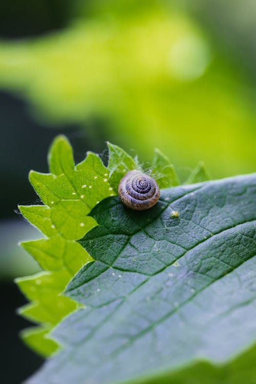 A snail on a leaf with a green background