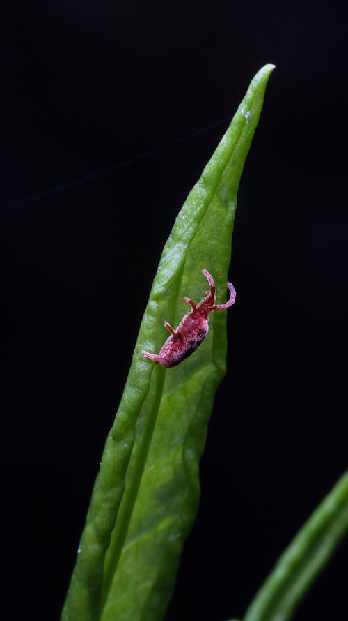 A spider on a leaf with a black background