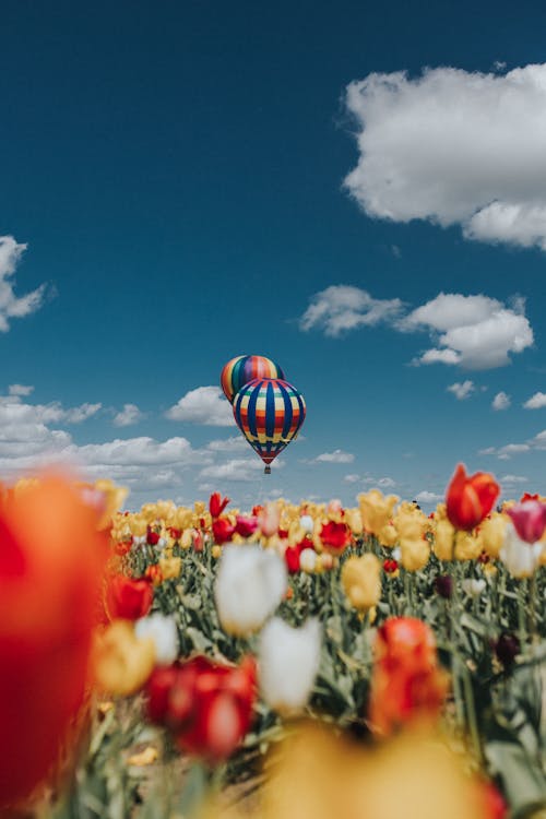 Základová fotografie zdarma na téma balón, barevný, horkovzdušný balón