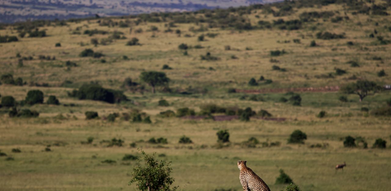 Contea di Narok