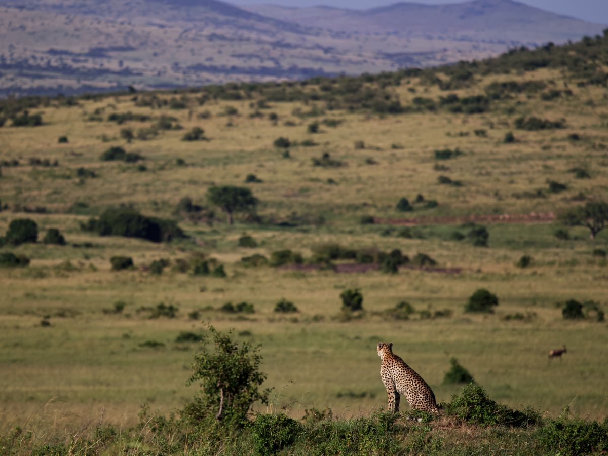 7 Day PUMUA: A Sacred Breathwork & Zen Journey in Kenya 1