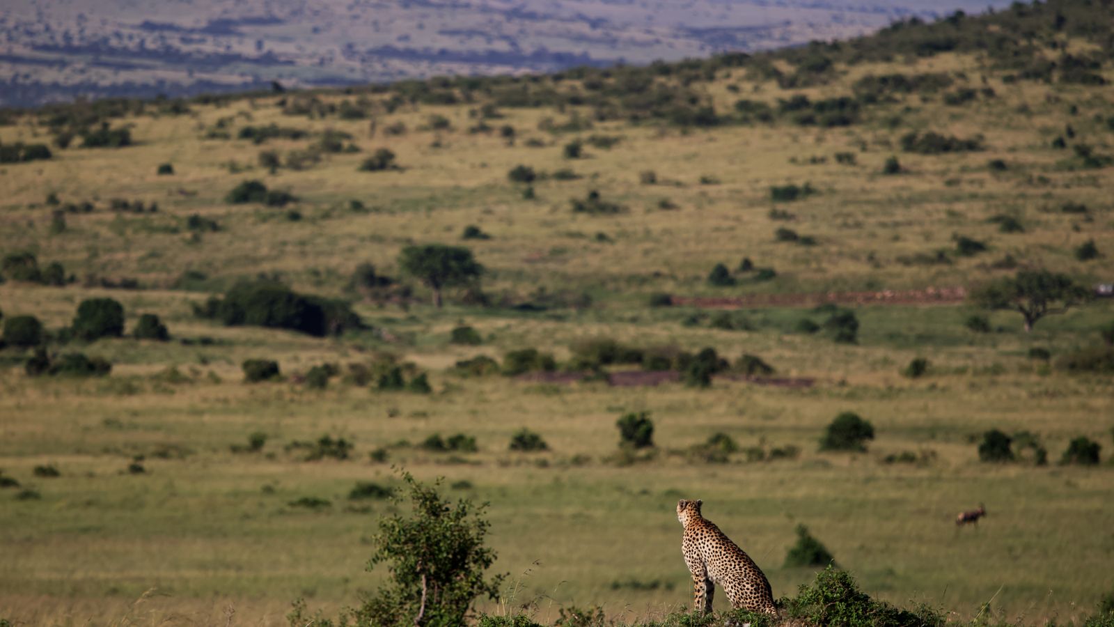 Cheetah looking at the landscape, Kenya