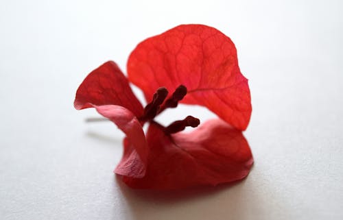 무료 붉은 부겐빌레아 꽃 스톡 사진