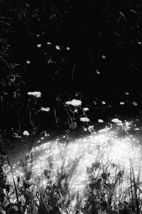 Black and white photograph of flowers in the water