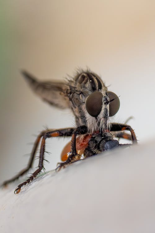 A fly is sitting on top of a piece of food