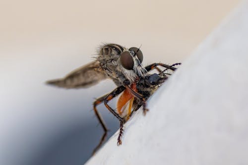 A fly is sitting on top of a bug