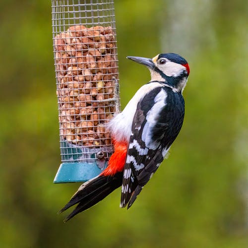 A bird is perched on a bird feeder