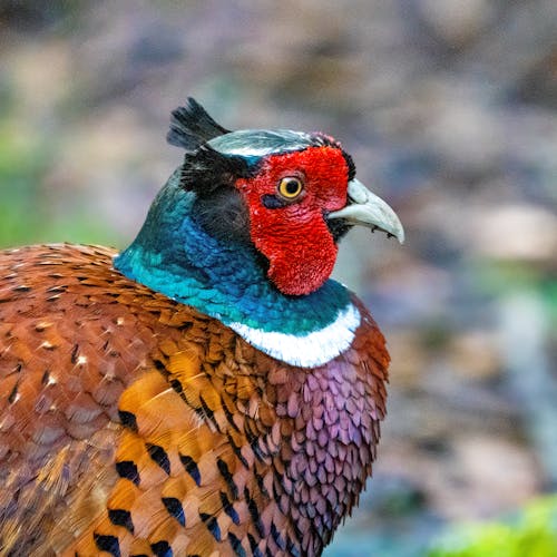 A pheasant with a red, green and blue head