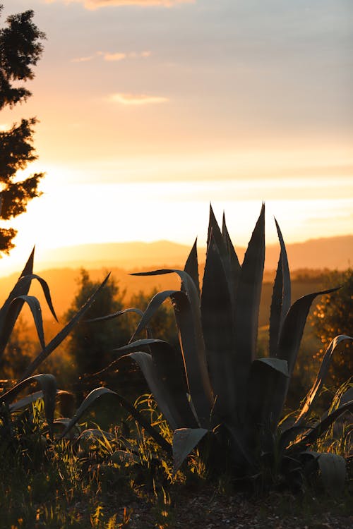 Ingyenes stockfotó a természet szépsége, alkonyat, Aloe vera témában