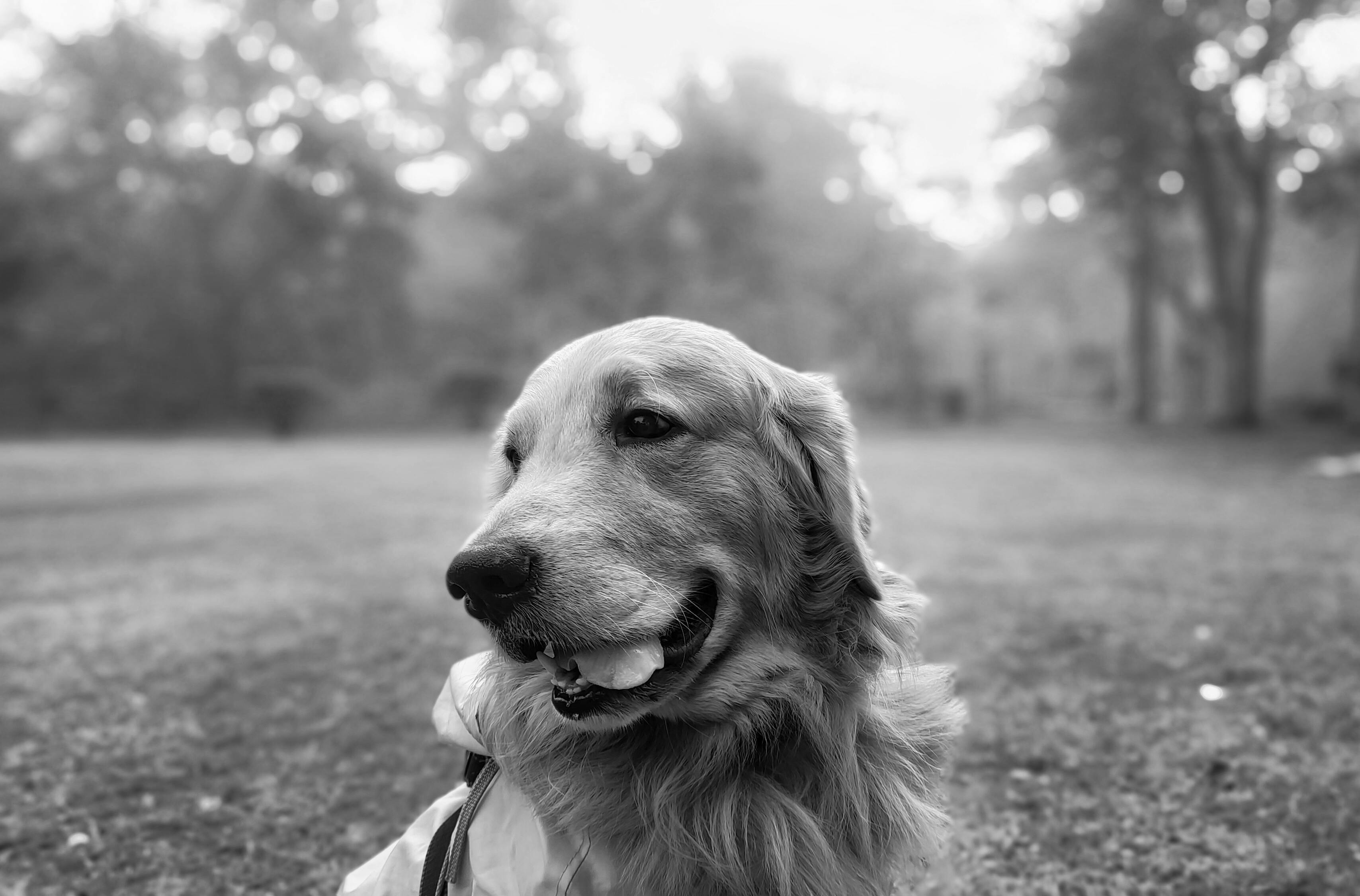 Captivating black and white portrait of a Golden Retriever with a serene park background.