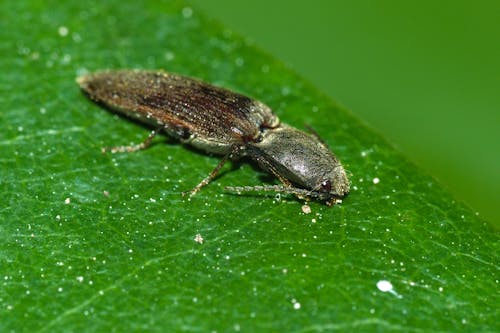 A small insect on a green leaf