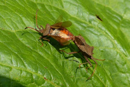 Two bugs are sitting on top of a green leaf