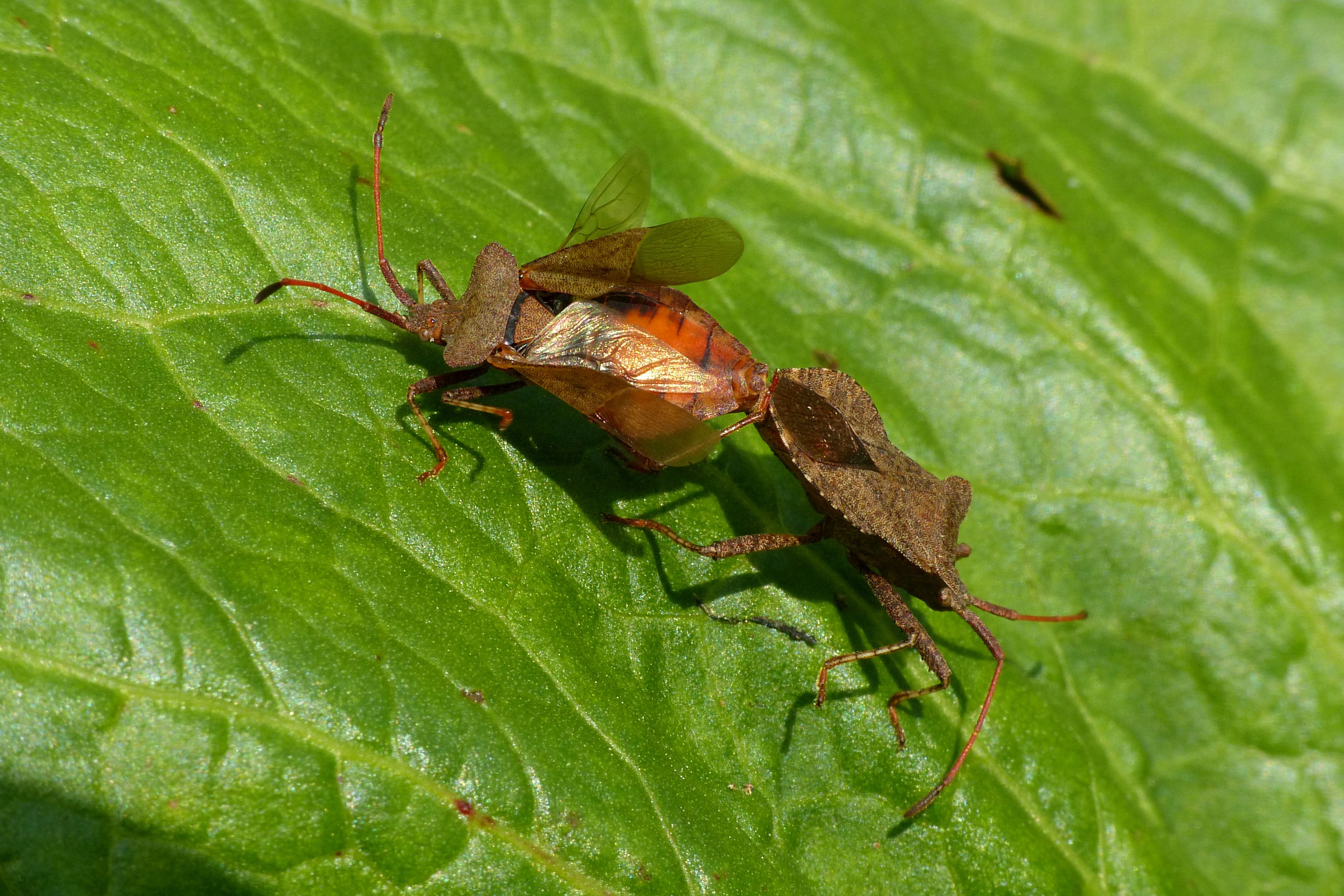 Two bugs are sitting on top of a green leaf · Free Stock Photo