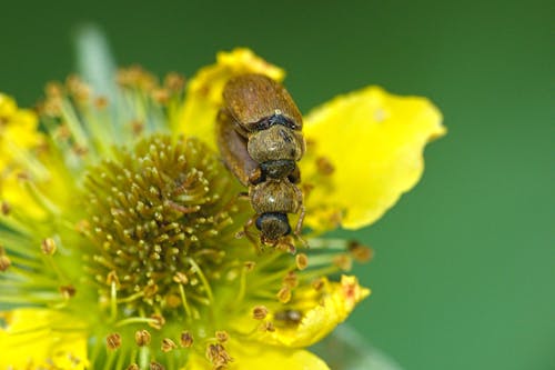 A beetle on a yellow flower with green leaves