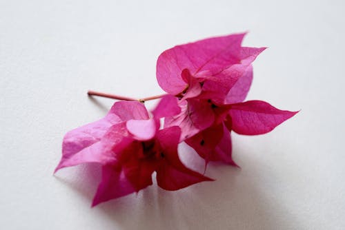 免费 粉红色的九重葛花 素材图片