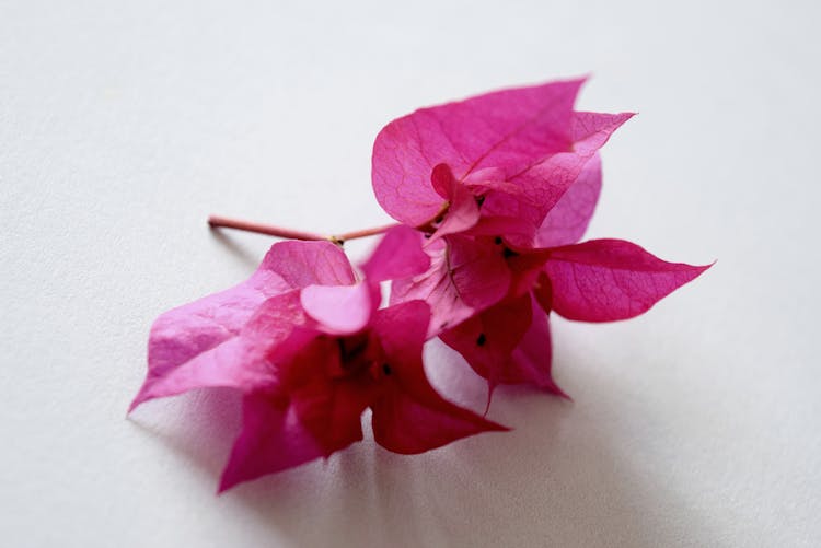 Pink Bougainvillea Flower