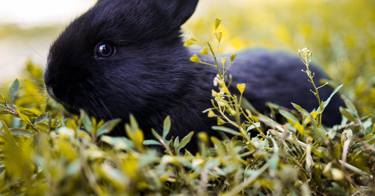 Shallow Focus Photography of Black Rabbit Facing Sideways