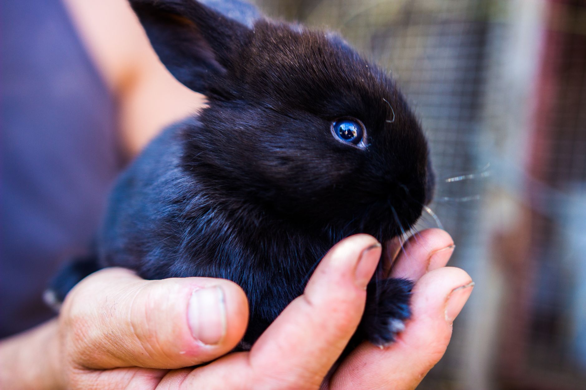 person gently holding a fluffy rabbit paw