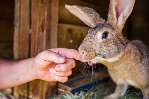 Person Putting Finger on Brown Rabbit's Mouth