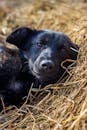 一只可爱的黑色小狗舒适地躺在干草堆上，散发着温暖和宁静