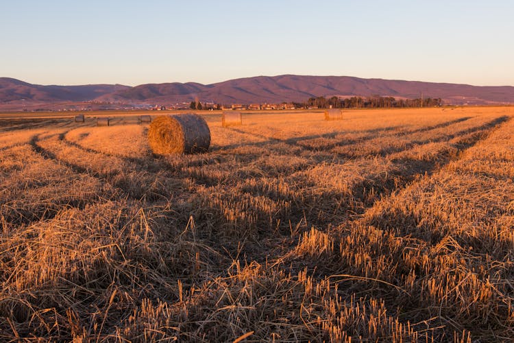 Hay Field Under Clear Sky