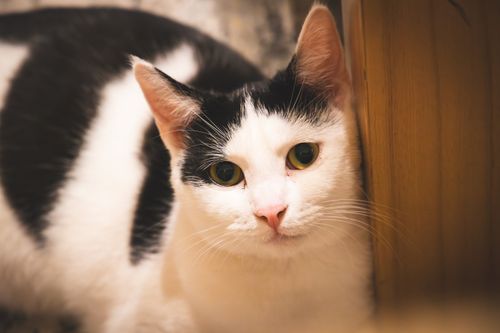 Free Black and white cat staring at camera with soft focus for gentle appeal. Stock Photo
