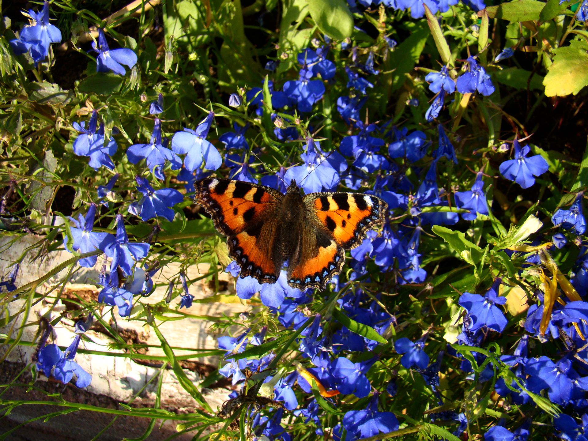 A vivid orange butterfly perched on blue lobelia flowers in a lush garden setting, showcasing vibrant colors.