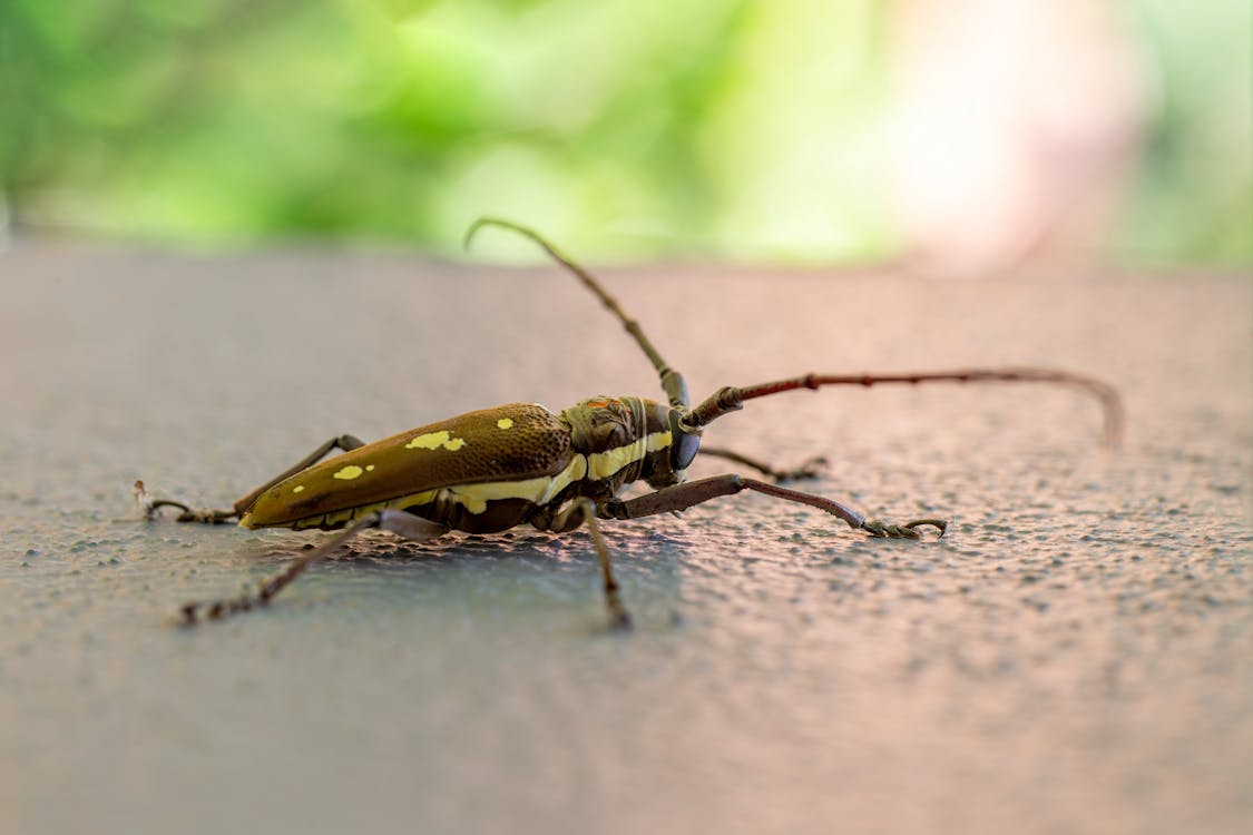 A bug with long legs and a black and brown body