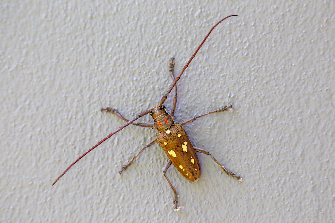 Безкоштовне стокове фото на тему «Beetle, pachnoda sinuata, антена»