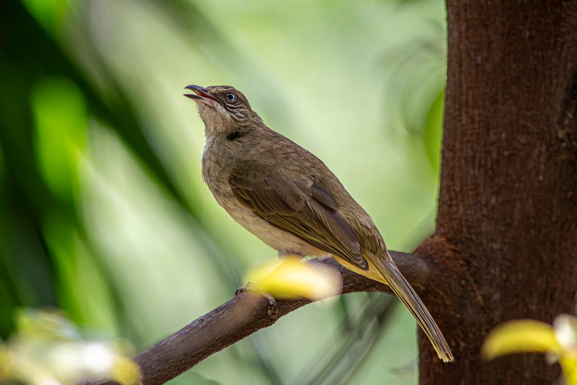 Бесплатное стоковое фото с биоразнообразия, виды птиц, дерево