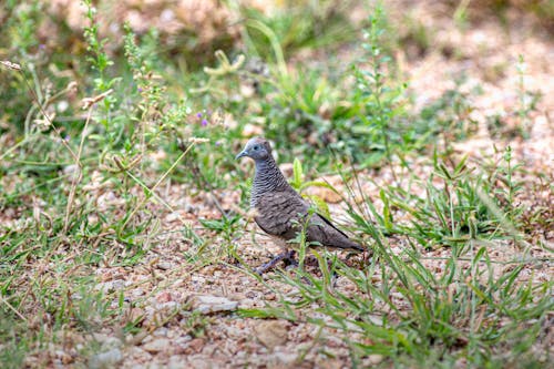 A small bird is standing in the grass
