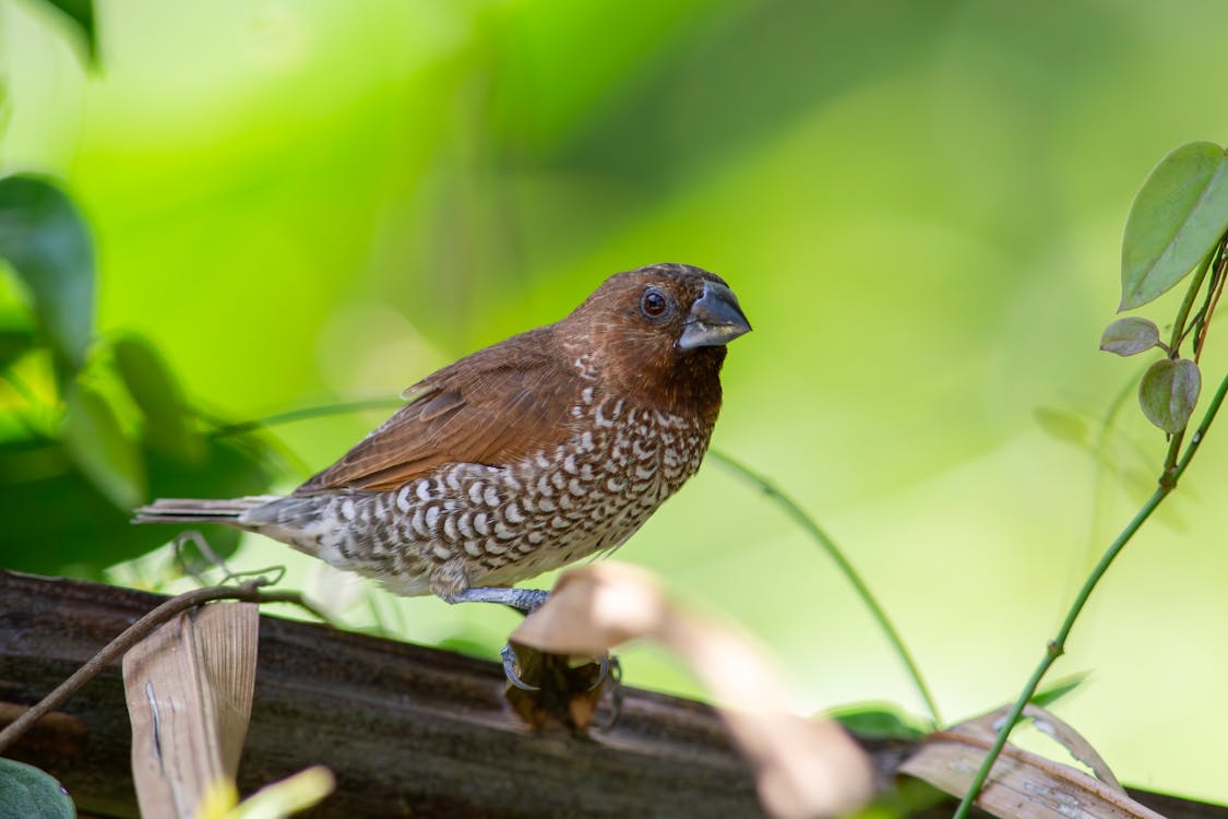 Kostenloses Stock Foto zu asiatische vögel, biodiversität, blatt